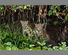 Jaguars - Image By Mohan Thomas